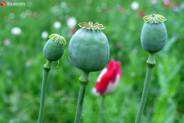 ဘိန်းစိုက် တောင်သူ, NLD , USDP , ရှမ်းပြည်နယ်