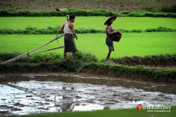  မန္တလေးတွင် ဒေသတွင်းစားသုံးရန် ဆန်စပါးလိုအပ်ချက် ၄၀ ရာခိုင်နှုန်းနီးပါးရှိ