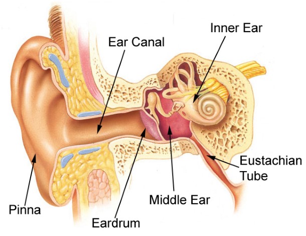 နား အကြားအာရုံ လန်းဆန်းစေဖို့