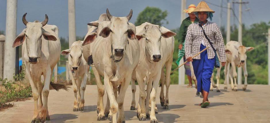 နွားများ ထိန်းကျောင်းရန် အတွက် နေပြည်တော် လမ်းမများပေါ်မှ ဖြတ်သွားစဉ်  / ဧရာဝတီ