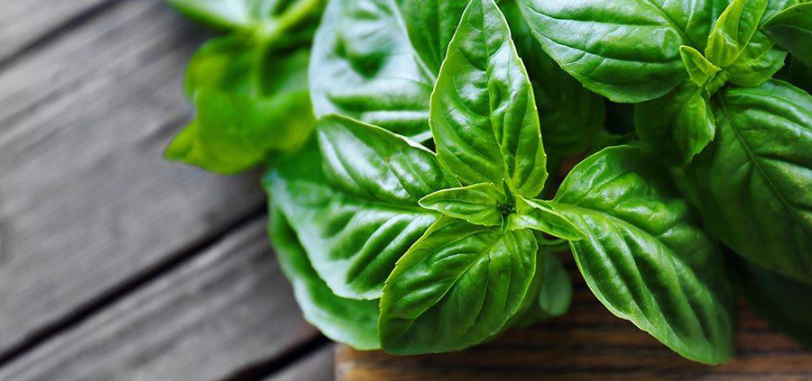 ပင်စိမ်းရွက်မှာ ကျန်းမာရေး ကောင်းကျိုးများစွာ ရှိပါတယ်