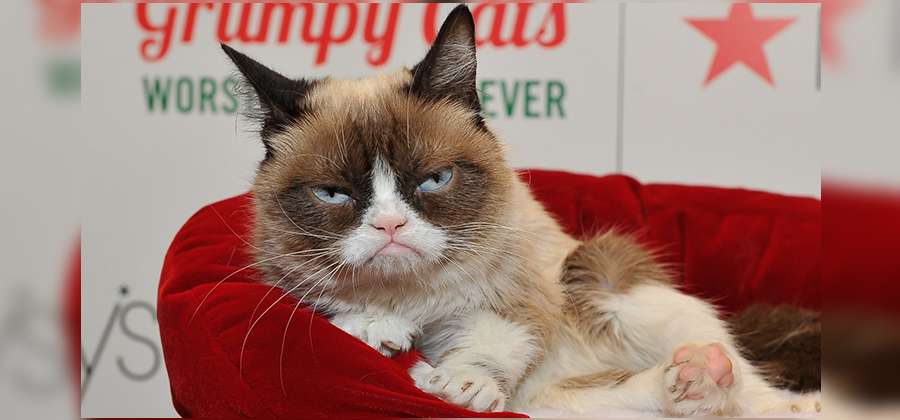 ကြောင်လေး Tardar Sauce 