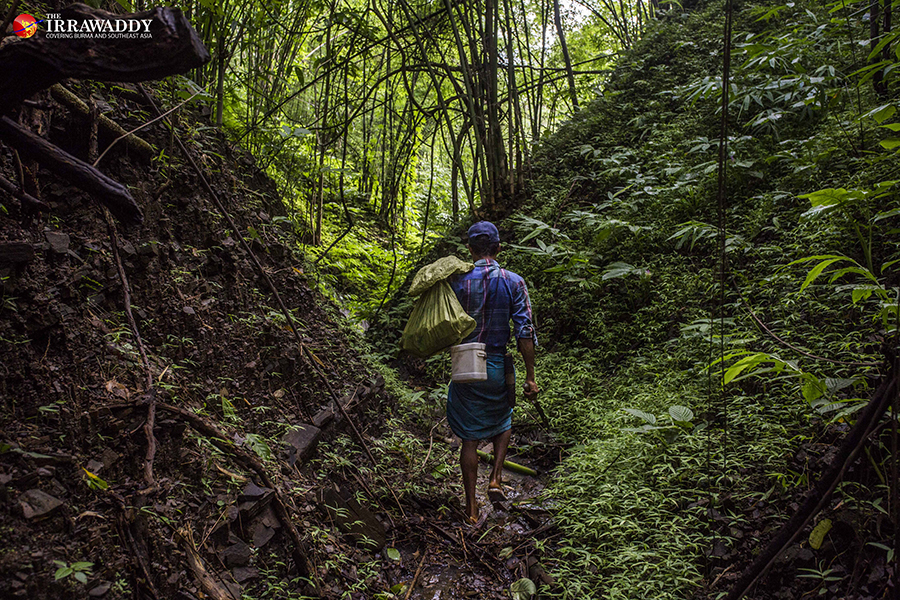 မျှစ်ချိုးရန် ကိုဖိုးလ တောအတွင်း လှည့်လည်သွားလာနေစဉ်။