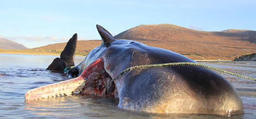 သေဆုံးနေတဲ့ ဝေလငါး