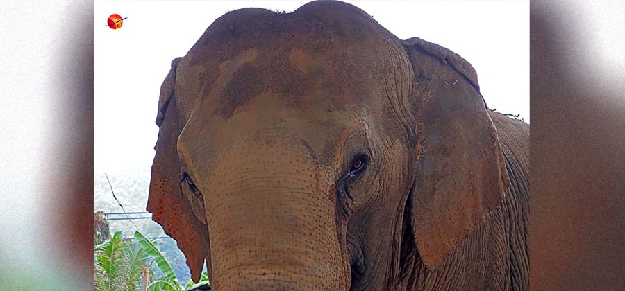 ဧည့်သည်မလာလို့ အလုပ်နားရပေမယ့် ဝမ်းရေး အတွက်တော့ သူတို့ အခက်အခဲ ကြုံနေကြရပါတယ်။