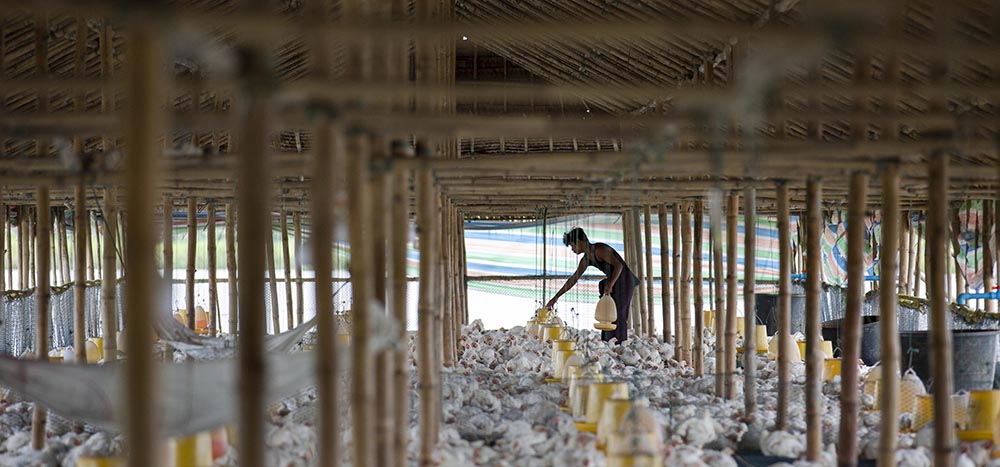 ဧရာဝတီတိုင်းရှိ မွေးမြူရေး လုပ်ငန်းစု တခုကို တွေ့ရစဉ် / အောင်ကျော်ထက် / ဧရာဝတီ