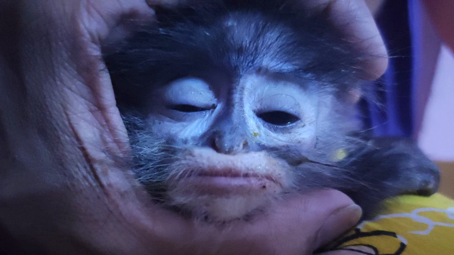 Facebook ရှိ  တောရိုင်းတိရစ္ဆာန် ရောင်းဝယ်သူများ ဈေးကွက်တွင် တွေ့ရသည့် တလသားအရယ် မျောက်မျက်ကွင်းဖြူလေး ဒီးဒီး