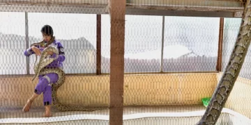 "မြွေတွေက မလှည့်စားတတ်လို့ ကျမ သူတို့ကိုသဘောကျတယ်" ဟု မရွှေလဲ့က ပြောသည် / AFP