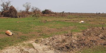 မိုခါမုန်တိုင်း ရခိုင်ပြည်နယ်အတွင်း ဝင်ရောက်တိုက်ခတ်မှုကြောင့် သေဆုံးခဲ့ရသည့် ကျွဲနွားများ (ဓာတ်ပုံ- ဧရာဝတီ)