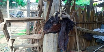 စစ်ကြောင်းထိုးမှုကြောင့် ပုလဲနယ်ဒေသခံ ၅၀၀၀ ကျော် စစ်ရှောင်နေရ