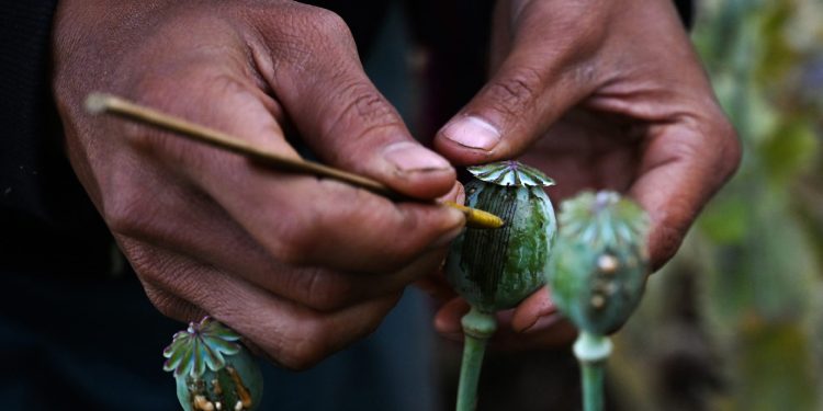 အာဖဂန်ကို ကျော်တက်ပြီး ကမ္ဘာ့ဘိန်းအများဆုံးစိုက်သည့် နိုင်ငံ မြန်မာ ဖြစ်လာ
