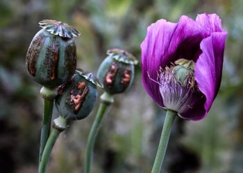 “မူးယစ်” နှင့် “အွန်လိုင်းလိမ်လည်မှု နိုင်ငံများ” မှ အာဏာရှင်များ အခြေအနေ မကောင်း