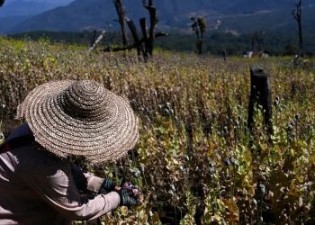 ပြည်တွင်းစစ်ကြား မြန်မာ မူးယစ်ဆေး ထုတ်လုပ်မှု မြင့်တက်