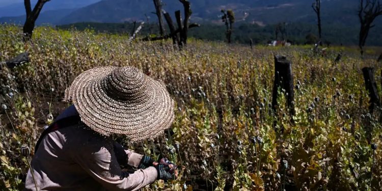 ပြည်တွင်းစစ်ကြား မြန်မာ မူးယစ်ဆေး ထုတ်လုပ်မှု မြင့်တက်
