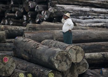 သစ်ထုတ်လုပ်မှုက စစ်ကောင်စီကို ငွေကြေးထောက်ပံ့နေ