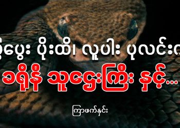 မြွေပွေး ပိုးထိ၊ လူပါး ပုလင်းကွဲရှ ခရိုနီ သူဌေးကြီး နှင့်…