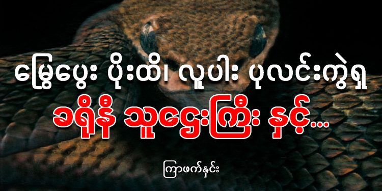မြွေပွေး ပိုးထိ၊ လူပါး ပုလင်းကွဲရှ ခရိုနီ သူဌေးကြီး နှင့်…