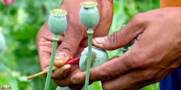 မတည်ငြိမ်မှုကြောင့် မြန်မာတွင် ဘိန်းထုတ်လုပ်မှု တိုးလာနိုင်ကြောင်း ကုလ ကျွမ်းကျင်သူများ သတိပေး