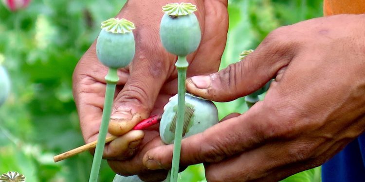 မတည်ငြိမ်မှုကြောင့် မြန်မာတွင် ဘိန်းထုတ်လုပ်မှု တိုးလာနိုင်ကြောင်း ကုလ ကျွမ်းကျင်သူများ သတိပေး