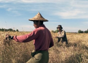 စပါးဝယ်သူမရှိသဖြင့် ရခိုင်လယ်သမားများ အခက်ကြုံ