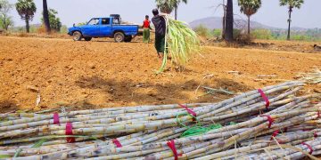 ကြံရာသီ စက်သုံးဆီ ပိတ်ဆို့မှုကြောင့် သကြားဈေးတက်