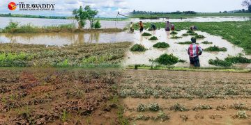 မုတ်သုံအစ မိုးများ၍ အညာတောင်သူတို့ သီးနှံစိုက်ခင်းများ ပျက်စီး