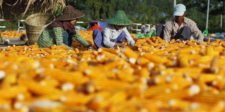 မီးရှို့ စိုက်ခင်းကထွက်သည့် ပြောင်းများ ထိုင်းသို့ ပို့ခွင့် မပြု