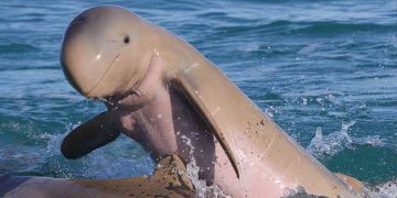 ချစ်စရာအပြုံးနှင့် လင်းပိုင်လေးများ မြစ်ကြီးဧရာဝတီကို ကျောခိုင်းသွားတော့မလား