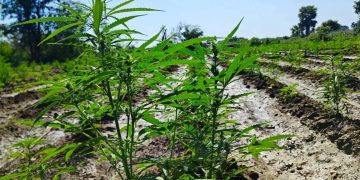 စစ်ကိုင်းတိုင်းမှ ရွာတချို့ ဆေးခြောက်ကို စီးပွားဖြစ်စိုက်လာ