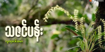 သဇင်ပန်း