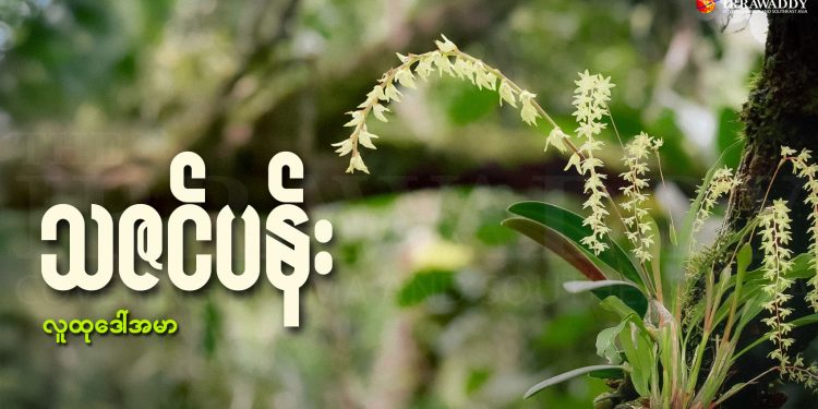 သဇင်ပန်း